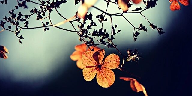 maigrir avec l'hypnose